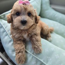 Jessica - Apricot female Maltipoo puppy in Washington from Mt.BakerPoodles&Doodles
