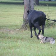 Swedish Vallhund Puppies from Beidelyn Swedish Vallhunds