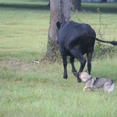 Swedish Vallhund Puppies from Beidelyn Swedish Vallhunds