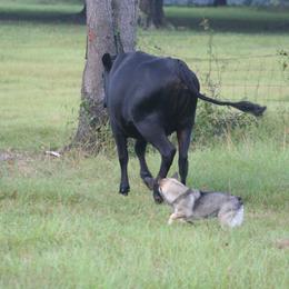 Swedish Vallhund Puppies from Beidelyn Swedish Vallhunds