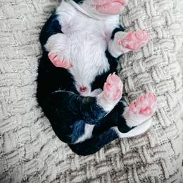 Boy 2 - Tri-color male Bernedoodle puppy in Otisville, Michigan from Danie’s Darling Doodles LLC