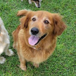 Madaly - Golden Retriever