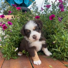 Tinkerbell - Red merle female Miniature American Shepherd puppy in Iola, Kansas from Elm Creek Minis