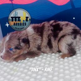 Jinx - Red merle female Australian Shepherd puppy in Tucson, Arizona from TTTNT Aussies