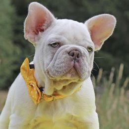French Bulldogs from Exceptional French Bulldog Puppies