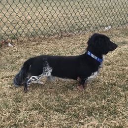 Sebastian - Dachshund