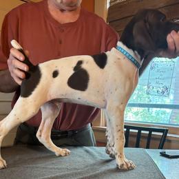 Quagmire - Liver and white male German Shorthaired Pointer puppy in Topeka, Kansas from Autumn Prairie Kennel