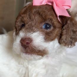 Nova - Parti female Goldendoodle puppy in Decatur, Texas from Scherrer Sweet Goldendoodles