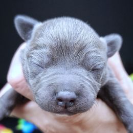 Ferb - Blue male Staffordshire Bull Terrier puppy in Dallas, Texas from Wild Blue Staffords