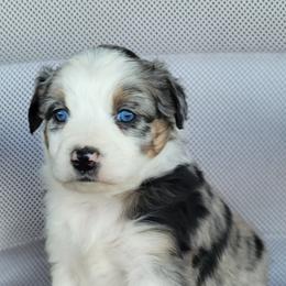 Australian Shepherd, Shichon, and Shihpoo Puppies from Pilot Hill Teddy Bear Puppies