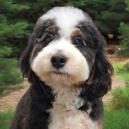 Aussiedoodles, Bernedoodles, and Goldendoodles from Doodle Paws Pups