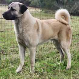 Kangal puppies from VSH Kangal Dogs