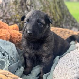 Aisling - Sable female German Shepherd puppy in Dover, Delaware from Fornax
