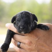 Boy 1 - Black male Whoodle puppy in Youngstown, Florida from Wonderland’s Boujie Kennels