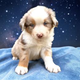 Slate Varnadore - Red merle male Australian Shepherd puppy in Statesville, North Carolina from Charming Australian Shepherds