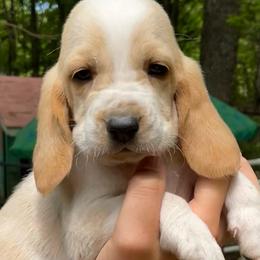 Biscuit - Lemon and white male Basset Hound puppy in High Hill, Missouri from High Hill Hounds
