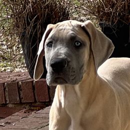 Great Danes from Leslie Woodard's Great Danes