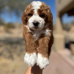 Aladdin - Red  male Goldendoodle puppy in Goodyear, Arizona from GAMMIE’S DOODLES