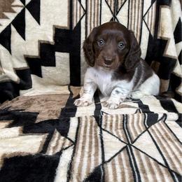 Lulu - Piebald female Dachshund puppy in Aurora, Missouri from Baker Farms