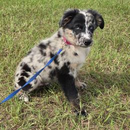 Junior - Blue merle male Australian Shepherd puppy in Wrightsville, Georgia from Wild Magnolia Farms Aussies