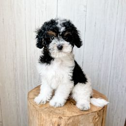 Bucatini - Black tri-color male Assorted Doodle Crosses puppy in Arlington, Washington from Doodle Love Laugh