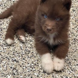 German Shepherd and Siberian Husky Puppies from Rose Trail Siberian’s