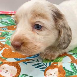 Dachshund Puppies from Pasek Kennels