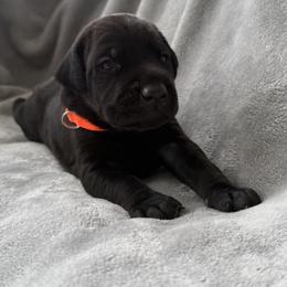 Doberman Pinscher Puppies from Haus of Hound