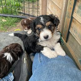 Black tri male - Black tri-color male Aussiedoodle puppy in Hillsboro, Illinois from Shoal Creek Puppies