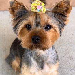 Yorkipoo puppies from Anderson's Yorkiepoo