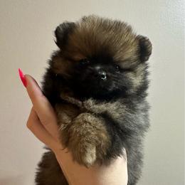 Mya - Orange sable female Pomeranian puppy in Waterloo, Indiana from Garcias Pomeranian