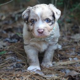 Liberty- Red Merle Female - Red merle female Miniature Australian Shepherd puppy in Nacogdoches, Texas from TK Standard, Mini, & Toy Aussies