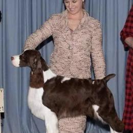 English Springer Spaniel Puppies from Foxboro Farm