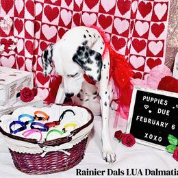 Dalmatian Puppies from Rainier DALS LUA Dalmatians of Washington