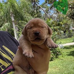 Green Collar Male - Yellow male Labrador Retriever puppy in Kissimmee, Florida from SunState Labs