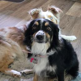 Piper - Miniature Australian Shepherd
