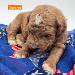 George - Red  male Goldendoodle puppy in Neillsville, Wisconsin from Granton Creek