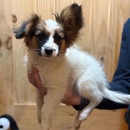 Holly - Female - White and sable female Papillon puppy in Blue Ridge, Georgia from Butterfly Ridge