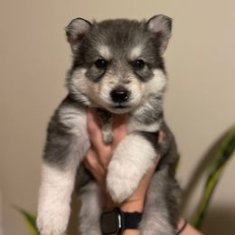 Lupin - Agouti and white Siberian Husky puppy in Coconut Creek, Florida from Broward Huskies
