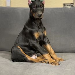 Doberman Pinscher and Poodle Puppies from TopSpots Farm
