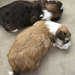 Havanese Puppies from Tzedek Farm