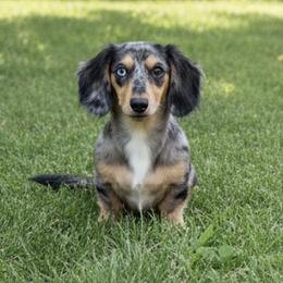 Dachshunds from Buzzard kreek Kennels