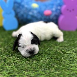 Callie - White and black female English Springer Spaniel puppy in Rogers, Ohio from StoneyBrook Setters