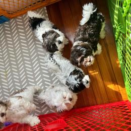 Theodore - Gold and white male Shihpoo puppy in Boston, Massachusetts from London’s puppies