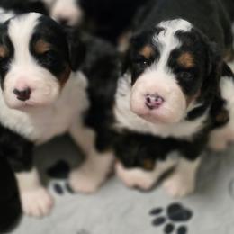 Male 5 - Tri-color male Bernedoodle puppy in Shelton, Washington from NW Bernedoodles of Washington