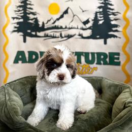 Scout - Brown white and tan male Cockapoo puppy in Bountiful, Utah from EasyBreezyDoodles