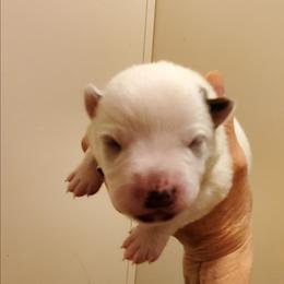 Red ear mottled - Red mottled male Australian Cattle Dog puppy in Lenoir, North Carolina from Blue Coyote Ranch