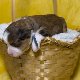 Pearl - Tri-color female Bernedoodle puppy in Bradenton, Florida from Peanut Butter Doodles
