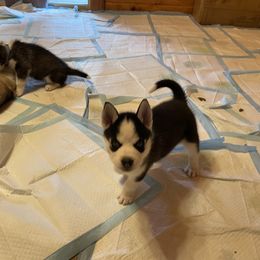 Siberian Husky Puppies from Stan the Man Huskies