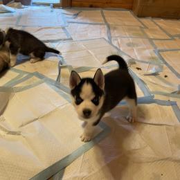 Siberian Husky Puppies from Stan the Man Huskies